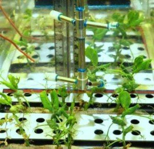 Выращивать растения гидропоникой